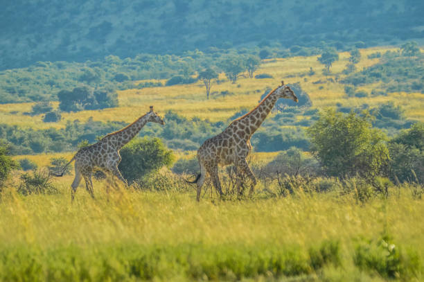 A lioness walking through tall grass in the African savanna